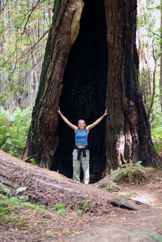 Largest Redwood