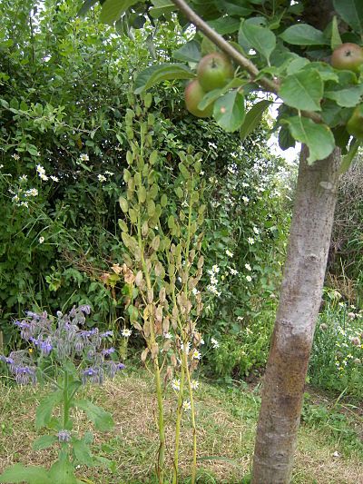 Wild hyacinth Wild hyacinth