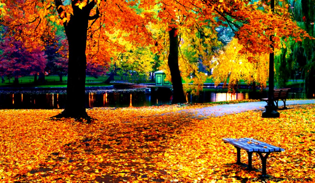Autumn Leaves Wallpapers Autumn Leaves Wallpapers