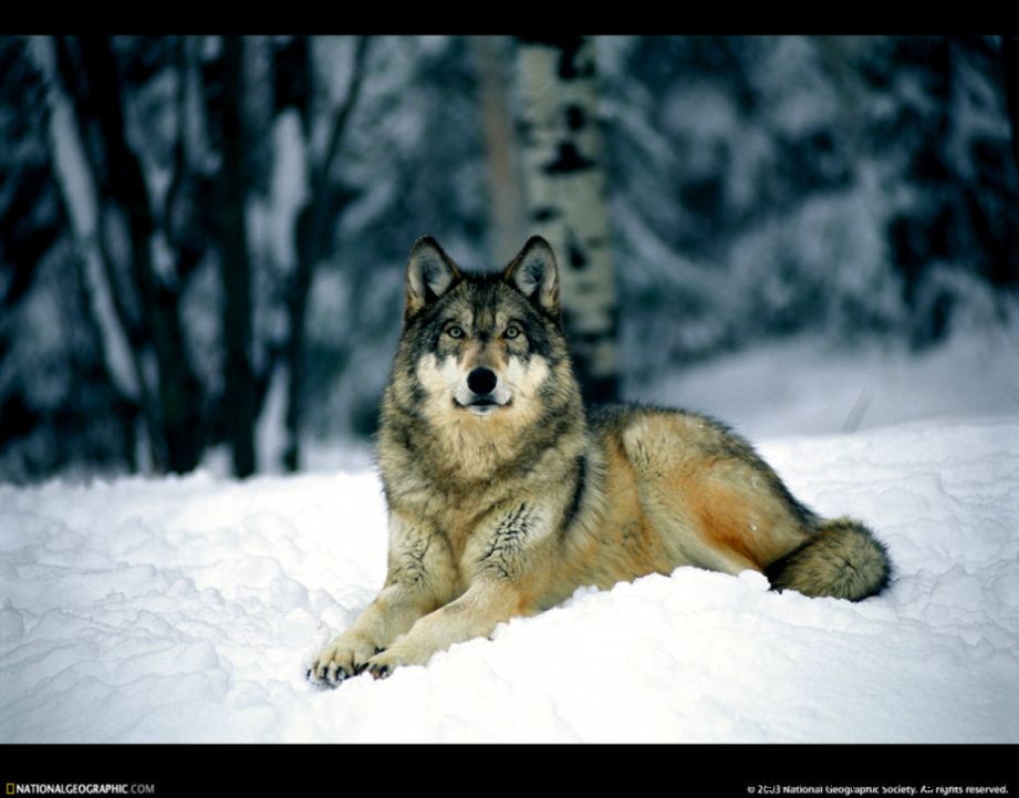 National Geographic Wolves National Geographic Wolves