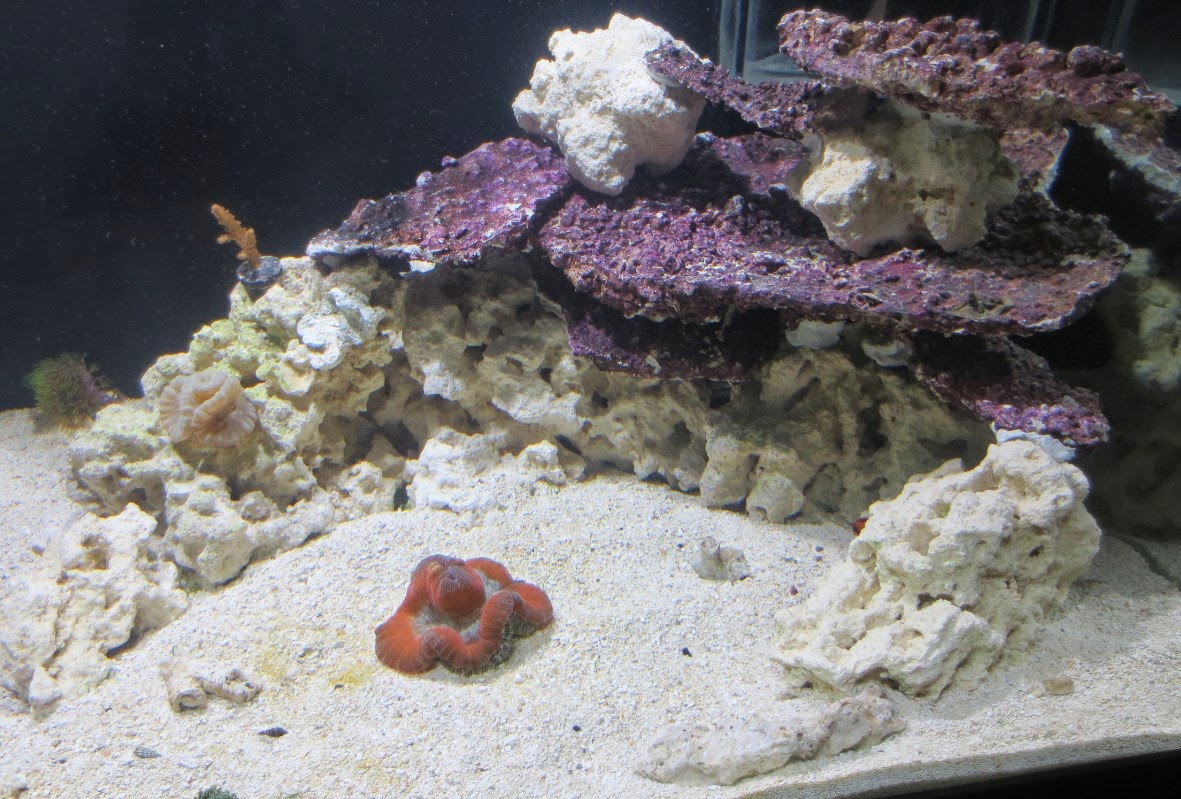 Real Reef Shelf Rock Recreate the Tonga Look and Save a Reef Marine