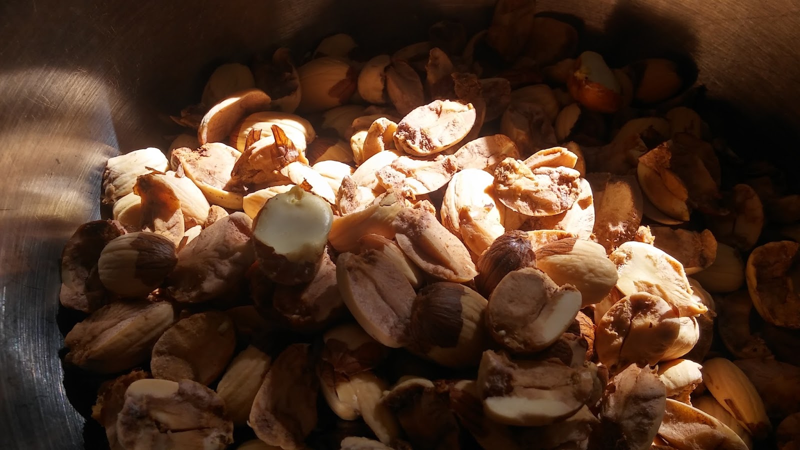 Southern Forager Acorn "Meat" Balls!