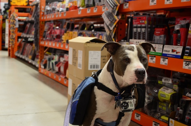 can you take your dog into home depot