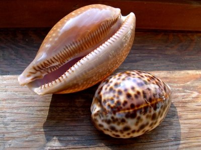 Sally Lee by the Sea Coastal Lifestyle Blog: Printable Seashell