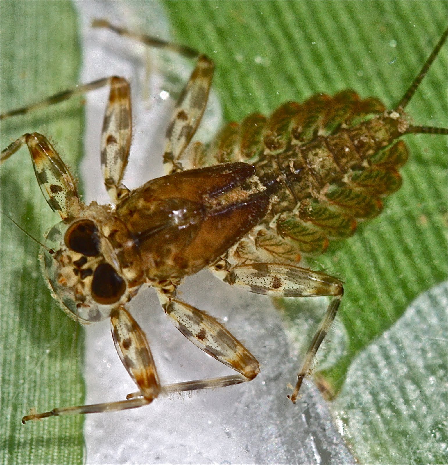 Aquatic Insects of Central Virginia Fly Fishing, Flatheaded Mayflies