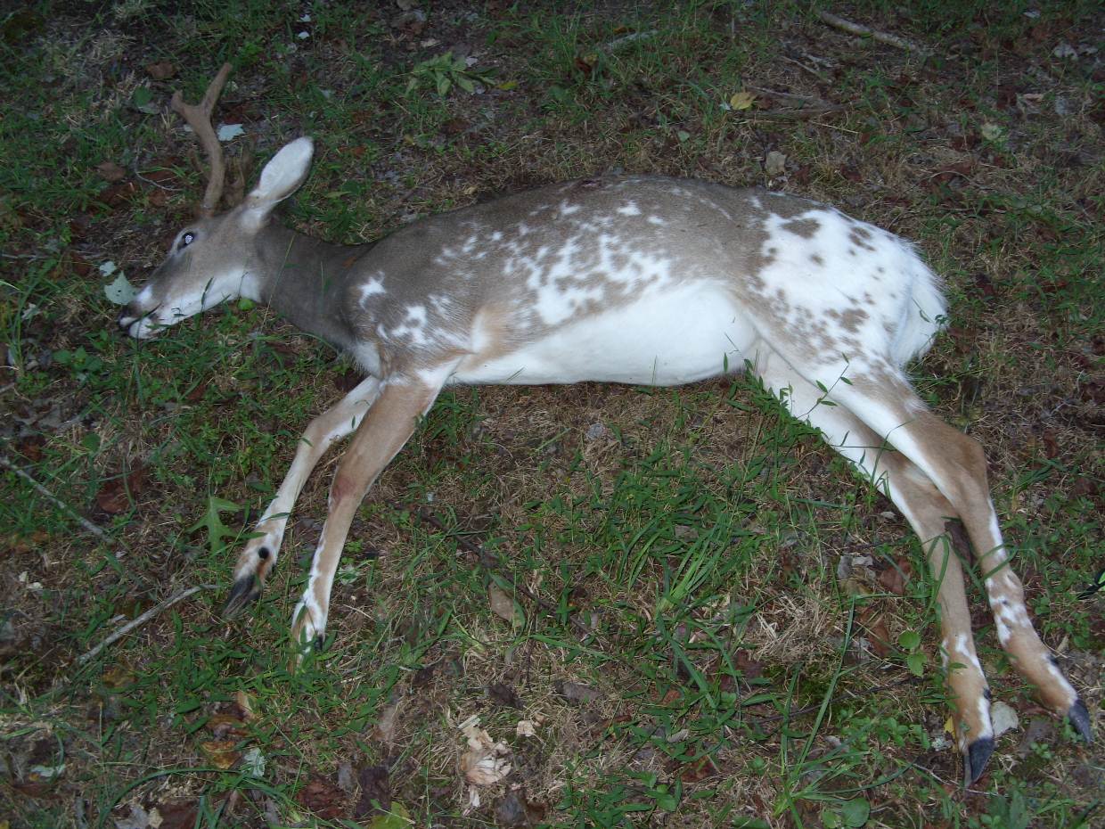 Live The Hunt Velvet Piebald Buck Down!!