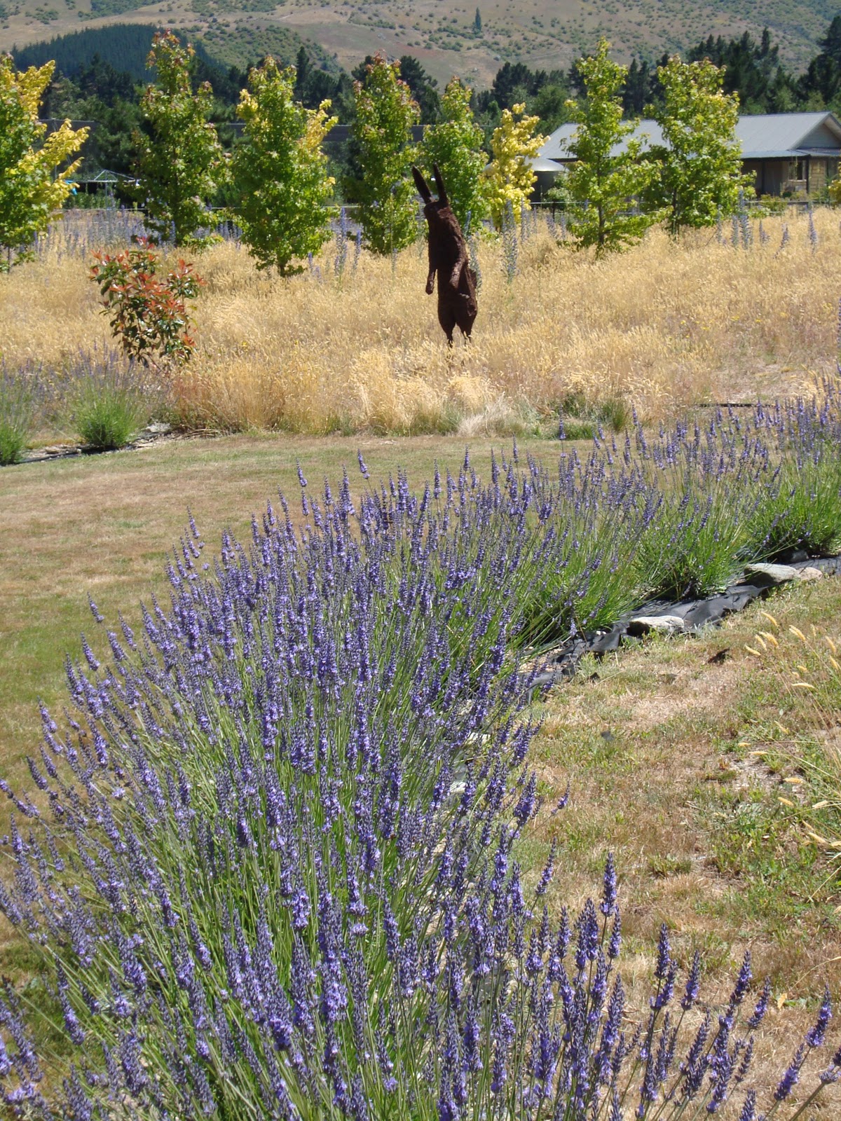The Field of Gold Border of Lavender
