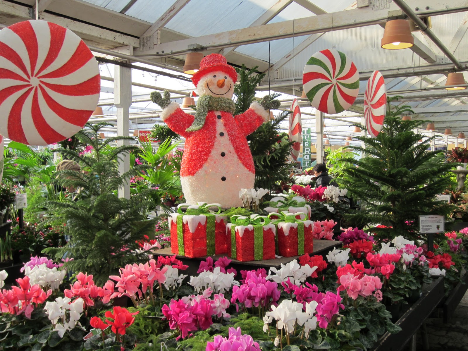 Around Puget Sound and Beyond Holiday Time Molbak's Nursery at