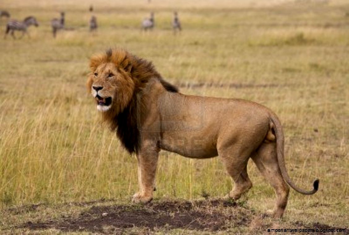 African Lion African Lion