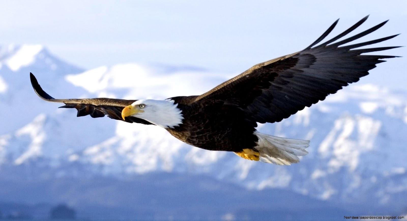 Flying Bald Eagle Flight Flying Bald Eagle Flight