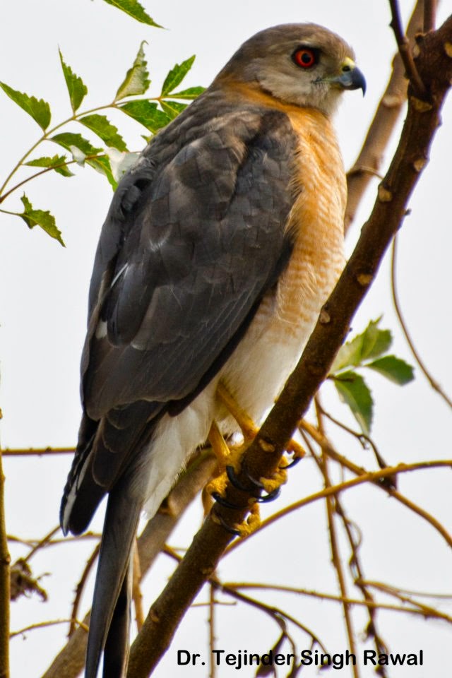 Shikra - Sparrowhawk