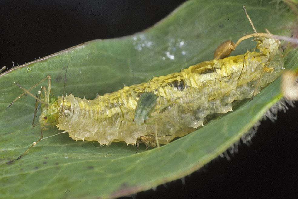 OF CURIOSITIES Gruesome Greenfly Pictures...
