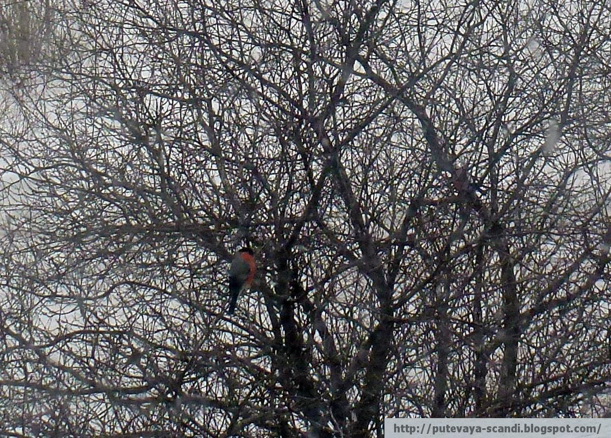 предвестник весны