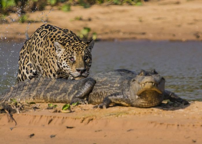 Pix Grove Jaguar Hunting Crocodile