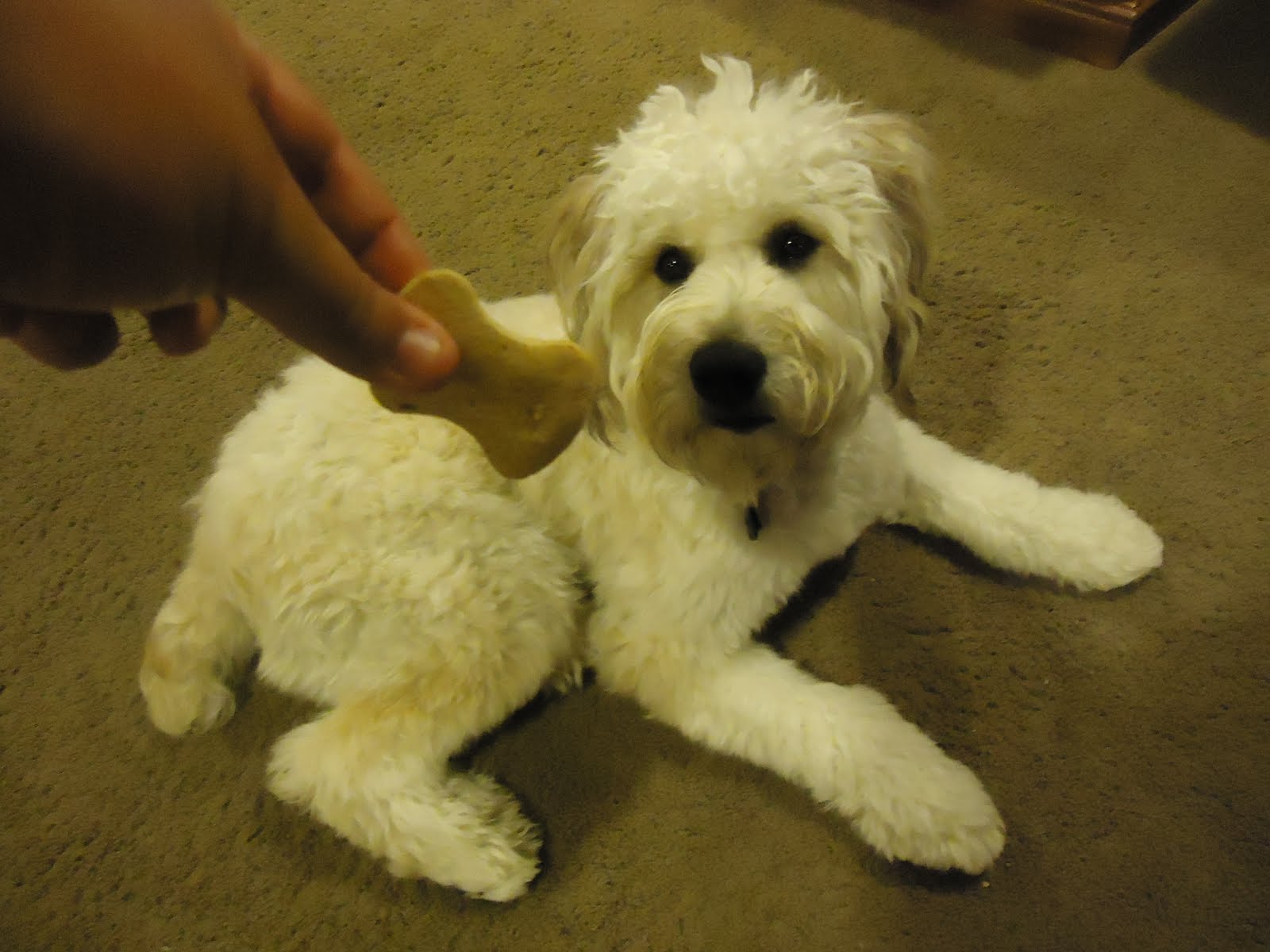 Jakey Bear