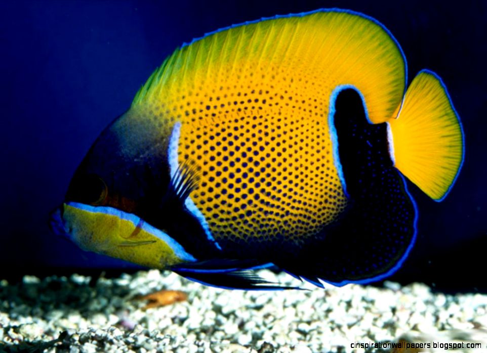 Colorful Sea Fish Animals Colorful Sea Fish Animals