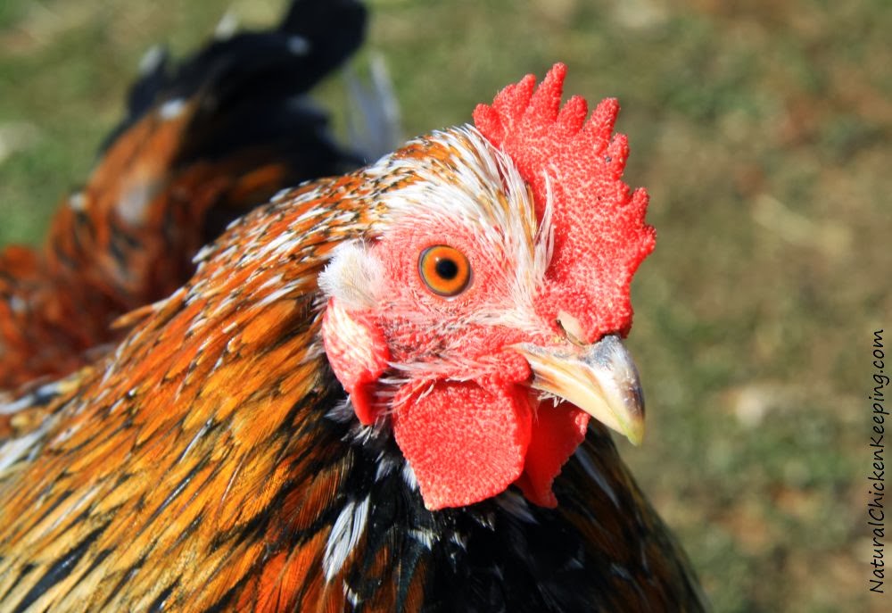 Natural Chicken Keeping Signs Of A Stroke In Chickens Yes Chickens Can And Do Have Strokes
