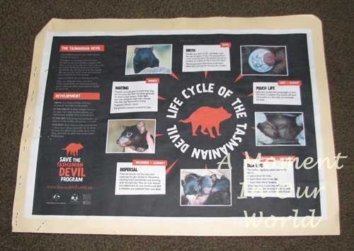 Tasmanian Devil Lapbook - Simple Living. Creative Learning