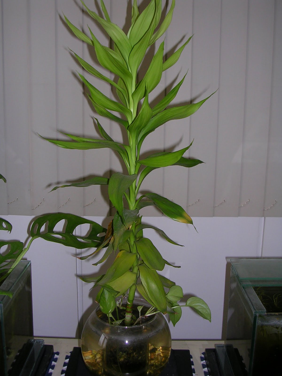 Blog in Evolution A Clean Way to Grow TableTop Plants