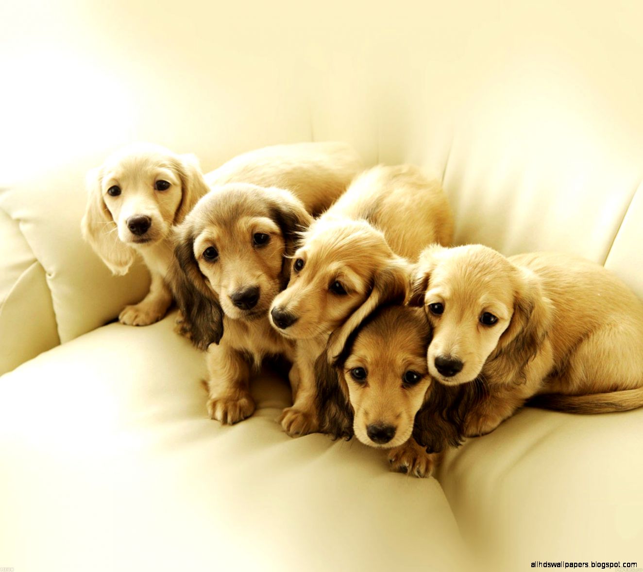 me10 puppy retriever family animal me10 puppy retriever family animal