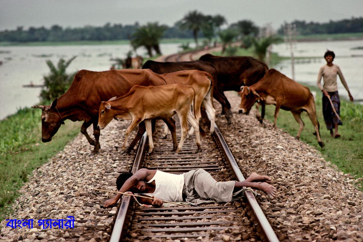 Cow Bangladesh