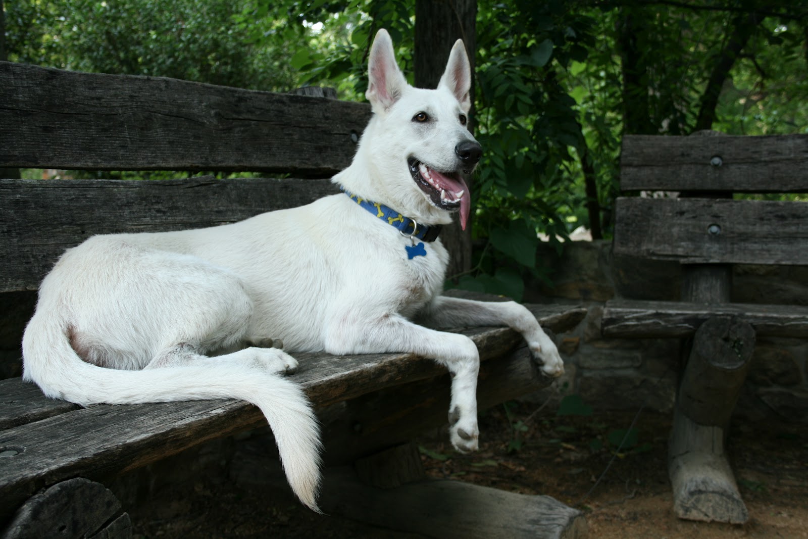 white german shepherd white german shepherd german shepherds white german shepherd white german shepherd german shepherds