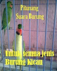 Rahasia lomba kicau burung