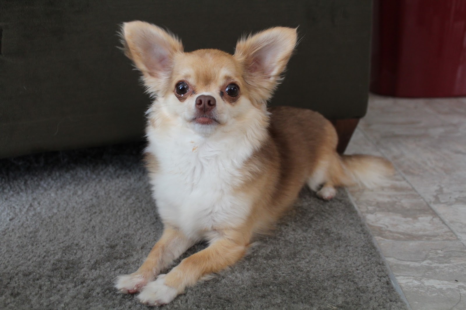 Long Haired Chihuahua Haircuts Natural Hairstyles Haircuts 2015