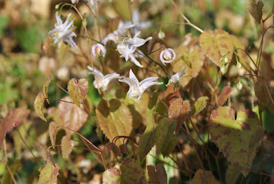Epimedium pauciflorum Epimedium pauciflorum
