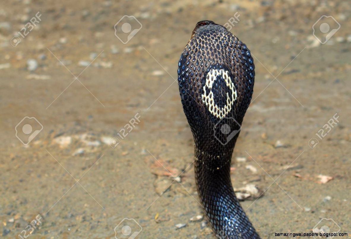 Cobra Snake Stock Photo Picture And Royalty Free Image Image Cobra Snake Stock Photo Picture And Royalty Free Image Image