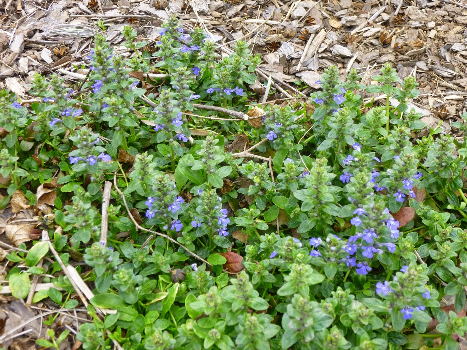 Late To The Garden Party March Foliage Follow Up