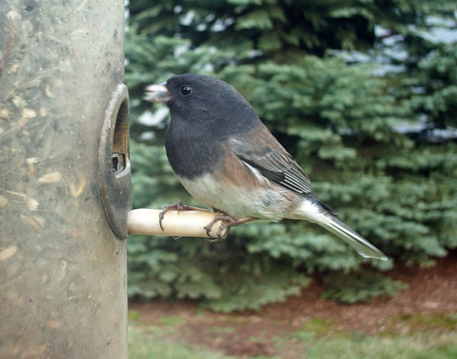 Backyard Birds Pacific Northwest Backyard Ideas