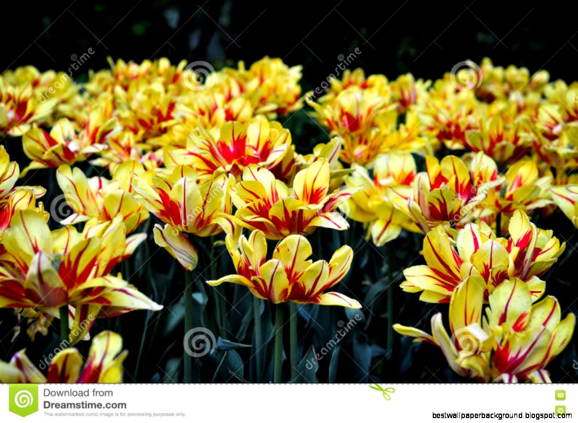 Yellow And Red Tulips In The Summer Stock Photo Image 72855177 Yellow And Red Tulips In The Summer Stock Photo Image 72855177