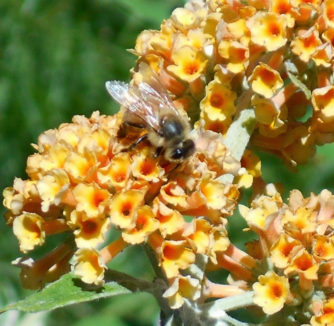Growing Greener In The Pacific Northwest Buddleia Butterflies