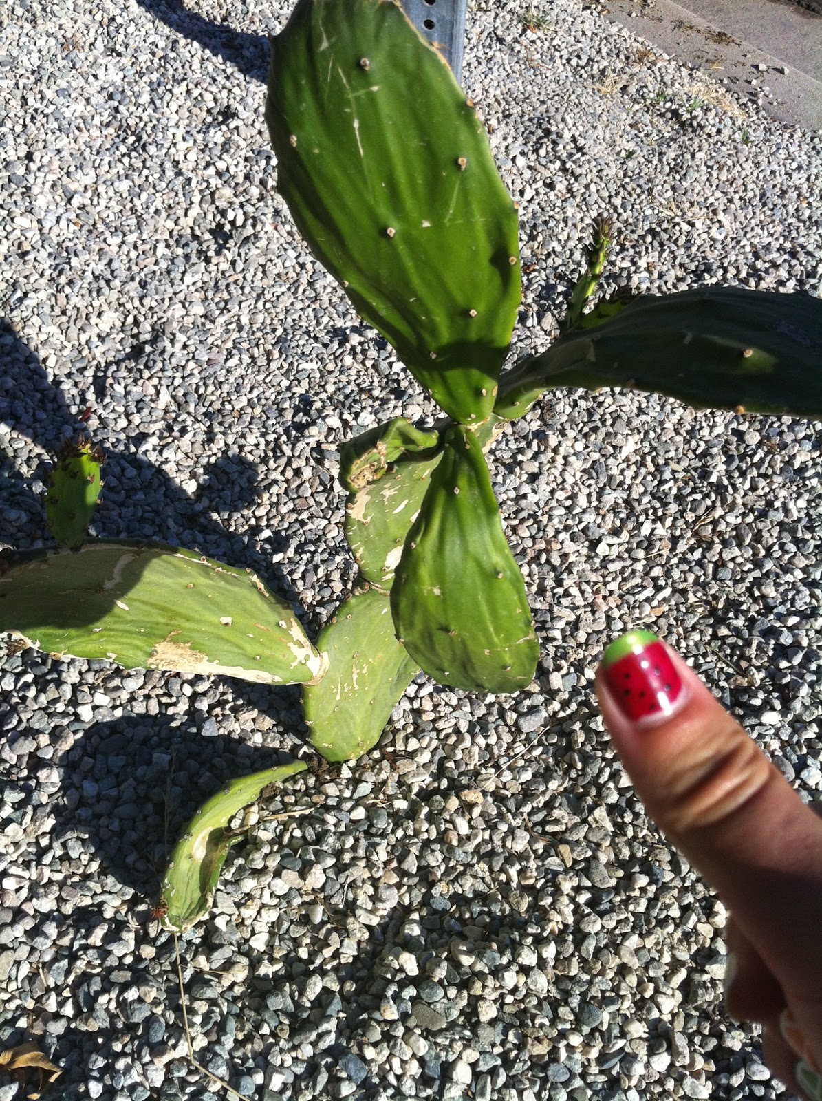 AP Biology Biological Collection CAM plant