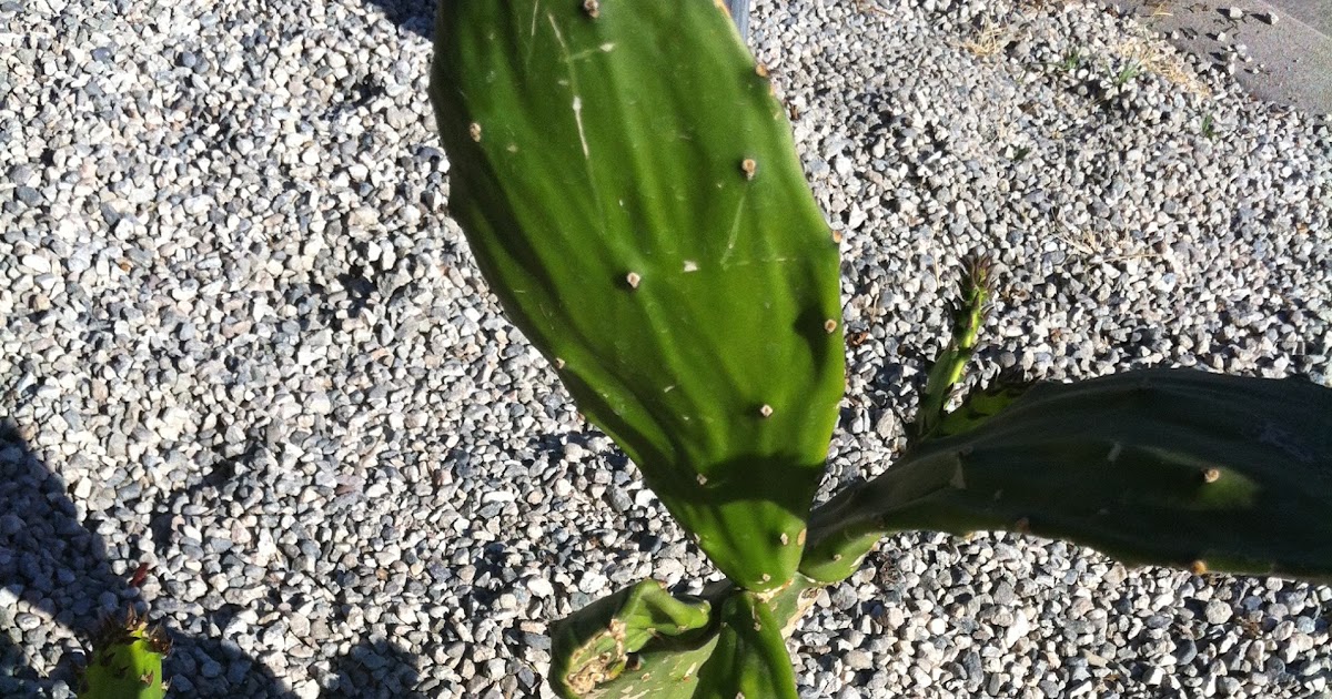 AP Biology Biological Collection CAM plant
