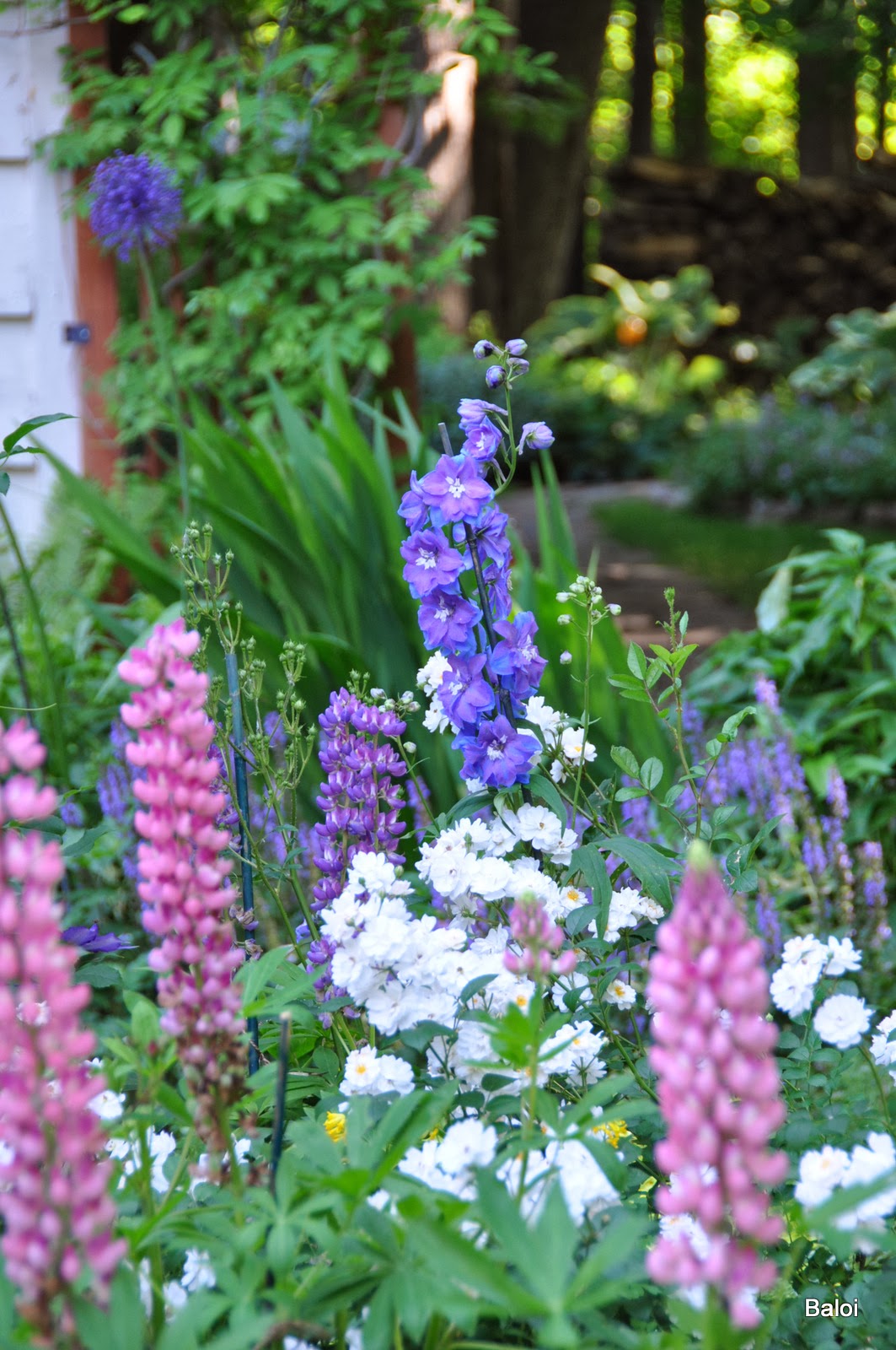 Gardeners with kids Monday's Favorite Flowers combinations 2