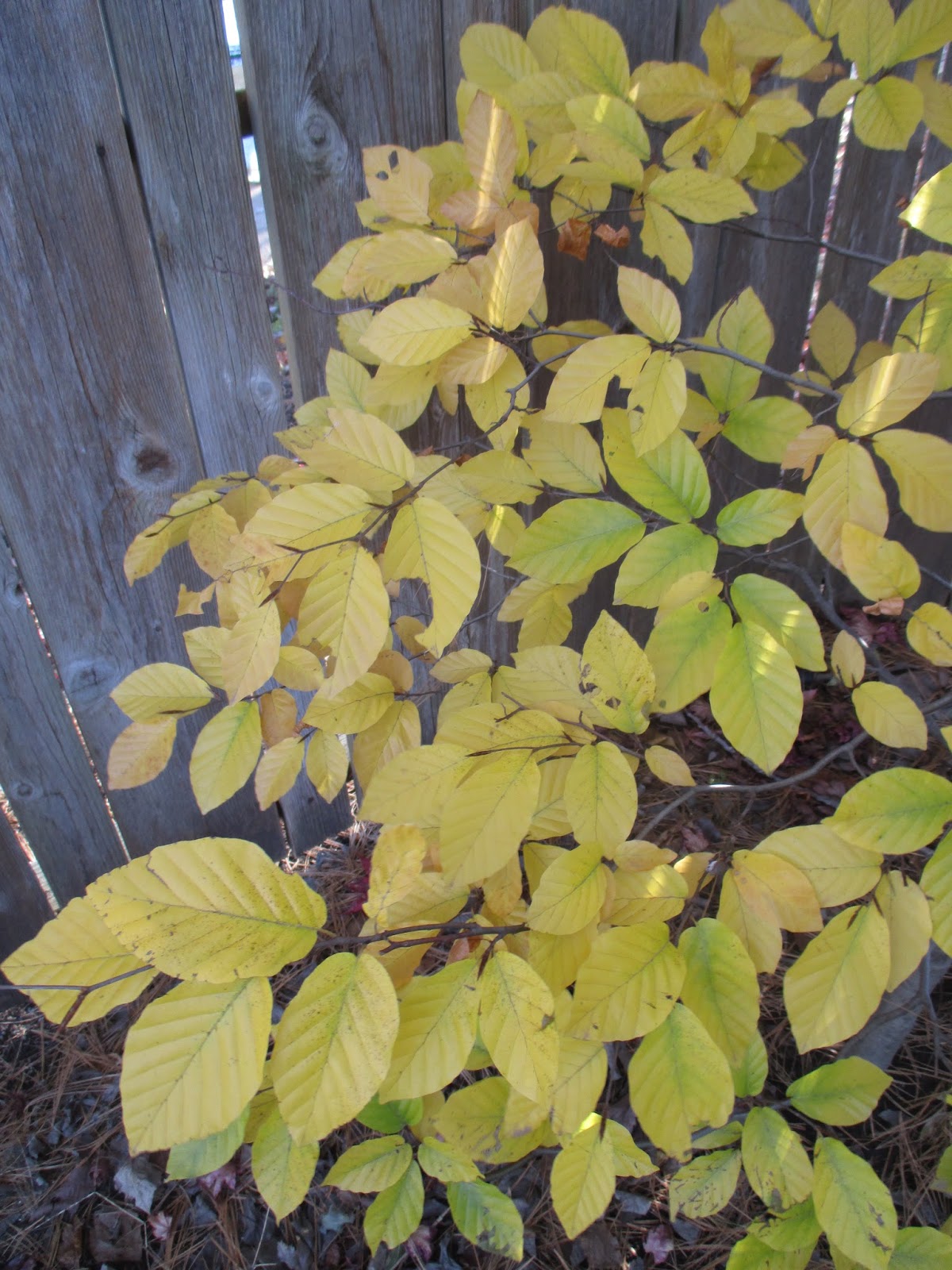 Tracys Tips For Garden Design And Plant Care Top Ten Favourite