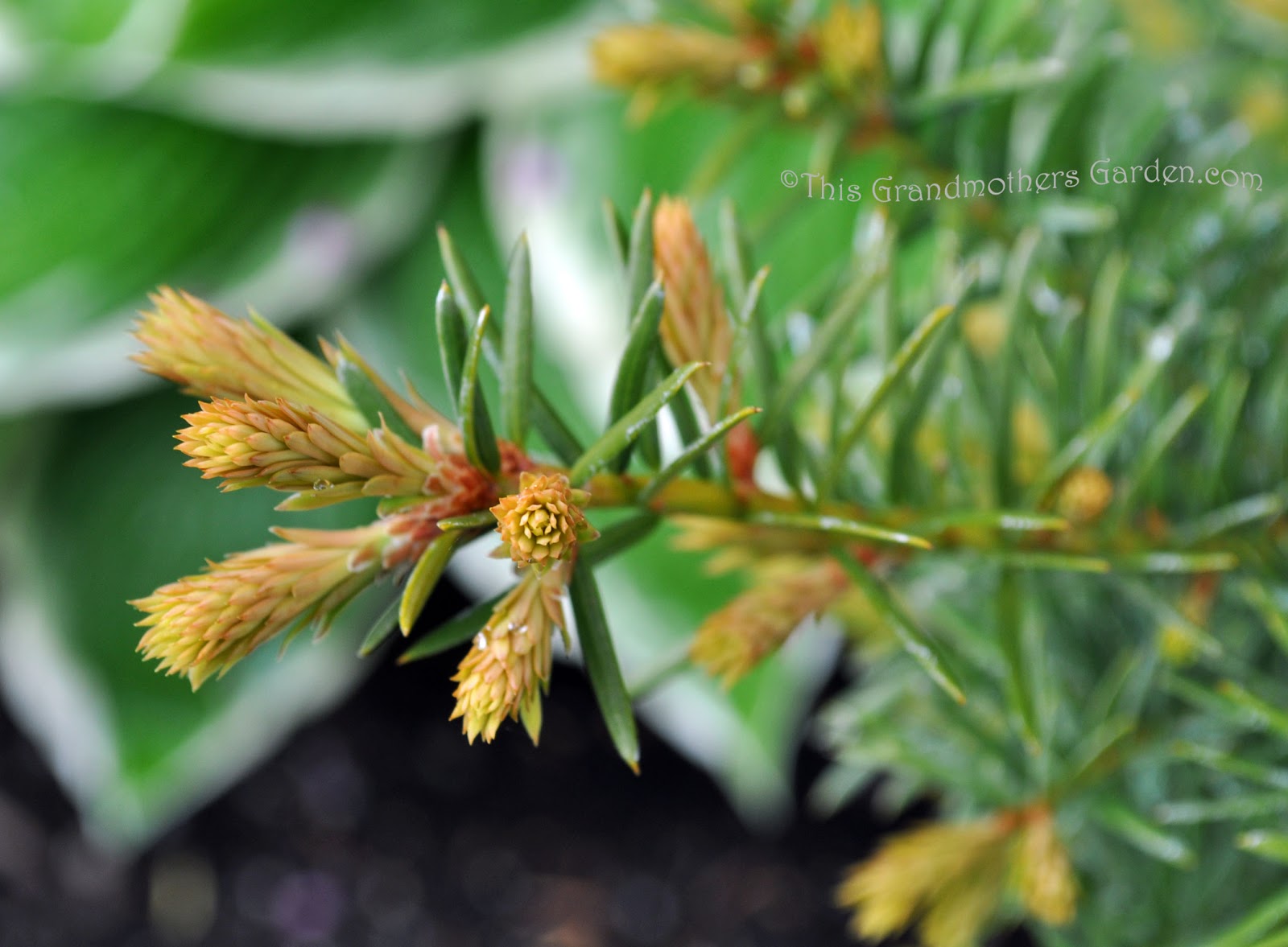 This Grandmother's Garden May 2011