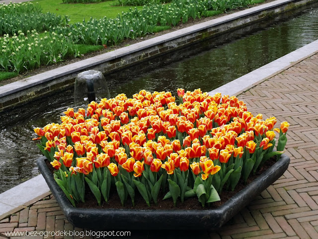 Jak sadzić tulipany? 