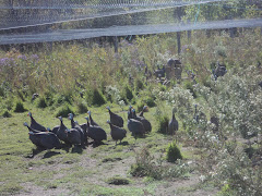 free range guinea fowl