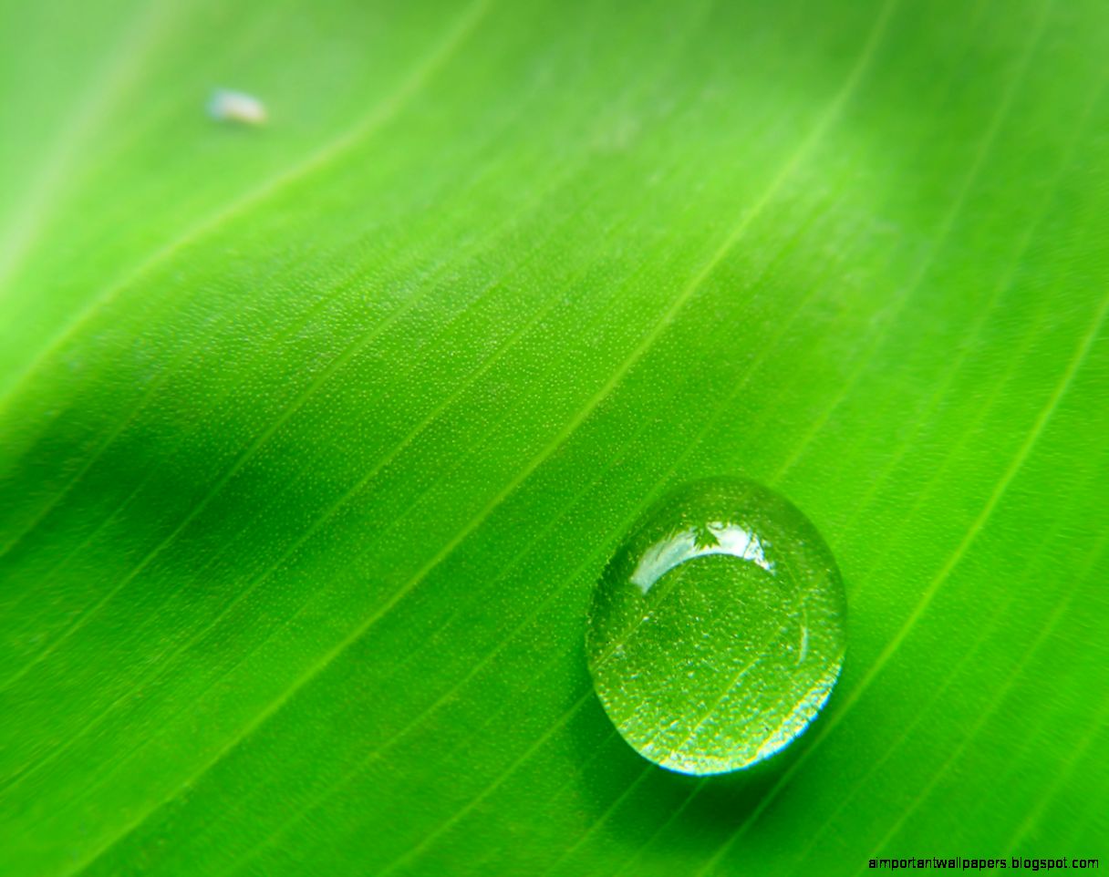 Free Green Dew Wallpapers Free Green Dew HD Wallpapers Green Dew Free Green Dew Wallpapers Free Green Dew HD Wallpapers Green Dew