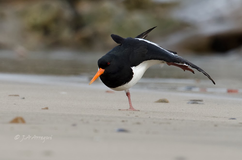 Ostrero euroasiatico, Haematopus ostralegus, Eurasian oystercatcher Ostrero euroasiatico, Haematopus ostralegus, Eurasian oystercatcher