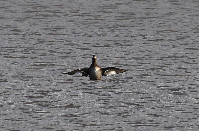 Velvet Scoter