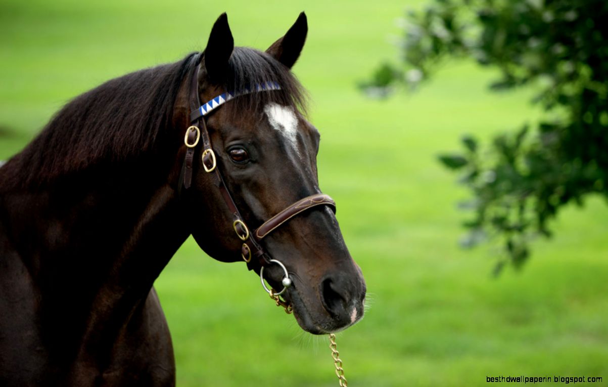 Medaglia dOro America Medaglia dOro America