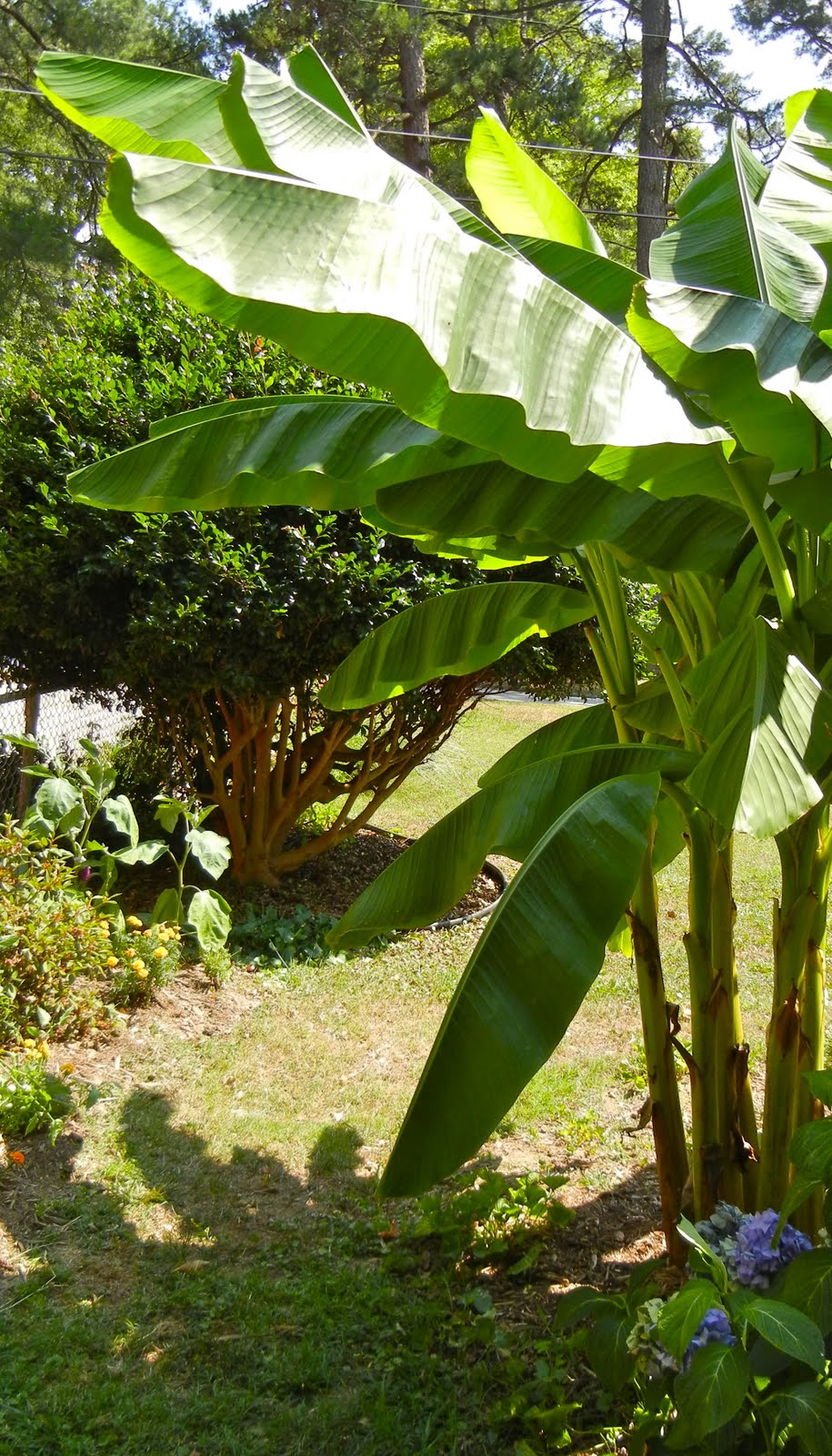 My View from the Garden Walking Under the Banana Tree