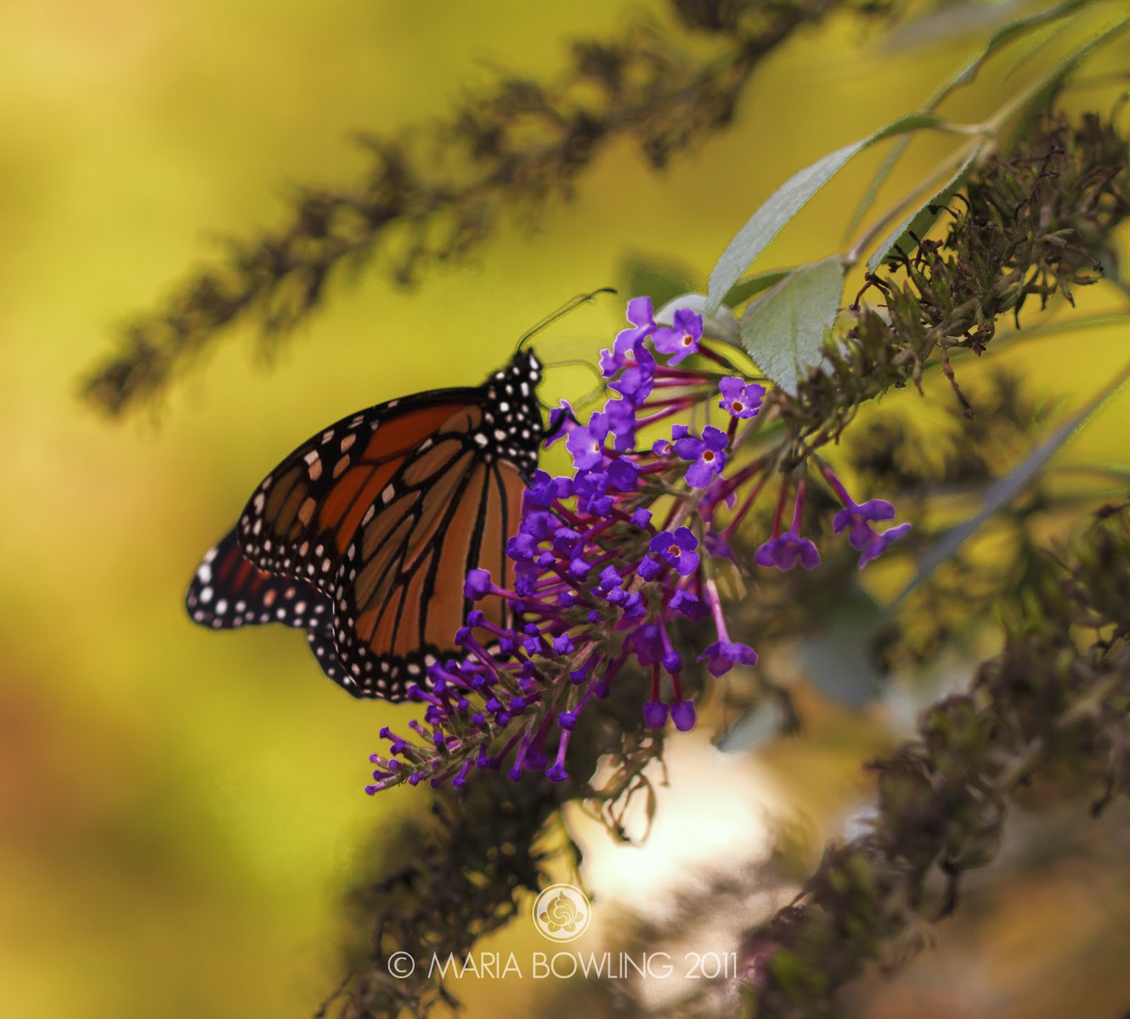 Pretty Medicine Butterfly Medicine...