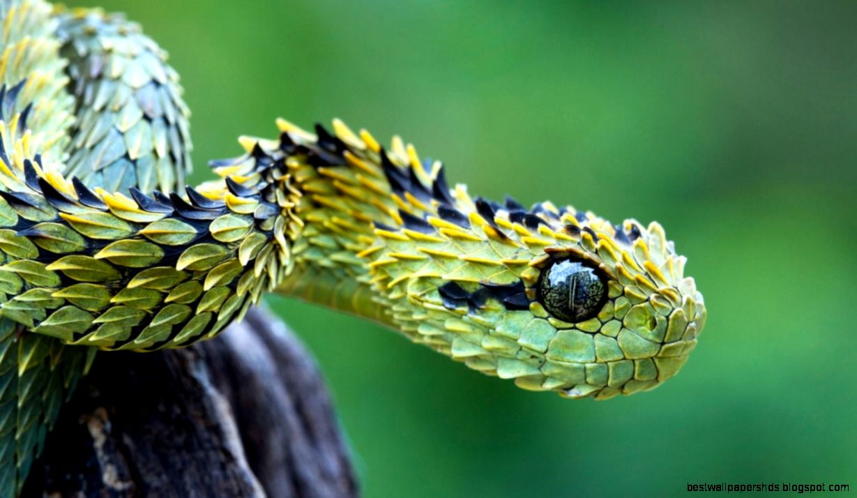 20 Excellent HD Snake Wallpapers 20 Excellent HD Snake Wallpapers