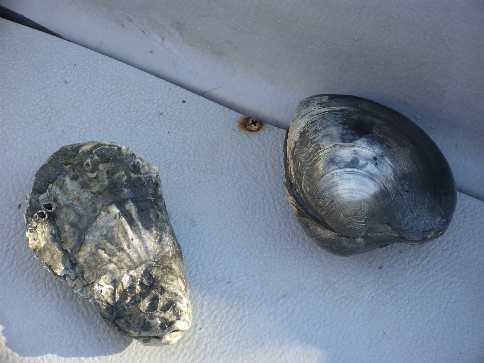 Clam And Oyster