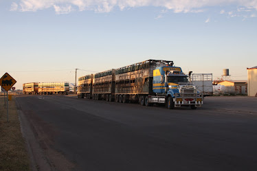 Road Trains with cattle, Winton
